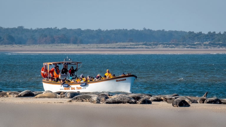 Seals on the beach at Blakeney Point in the foreground with one of the local seal boats close to shore.